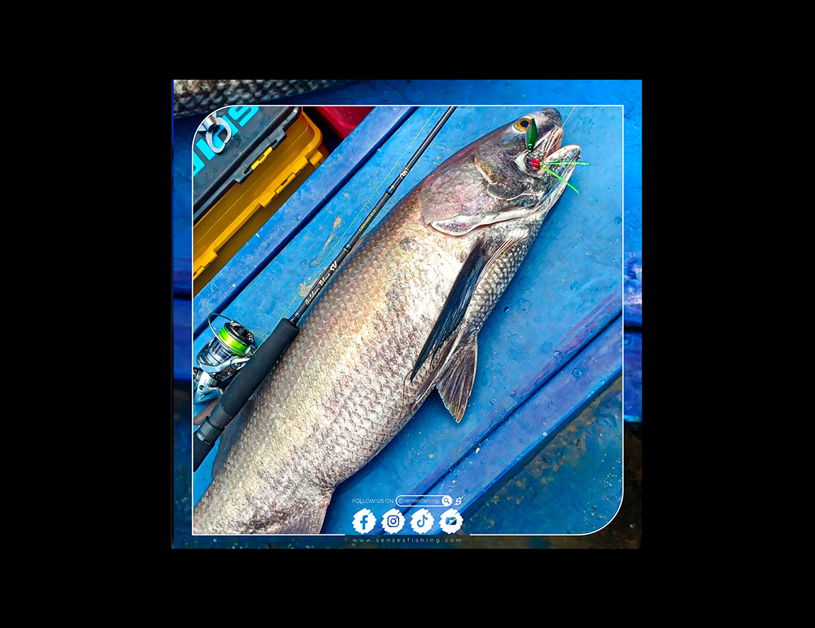 Precision Tactics for Giant Threadfin 🔼